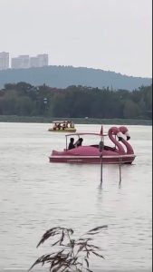 今年的十一，湖中心火烈鸟双人船出现显眼包情侣激情野战